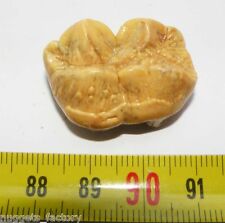 Dente ursus spelaeus usato  Spedire a Italy