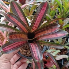 Buy save bromeliad for sale  Miami