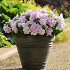 Petunia seeds double for sale  Elma