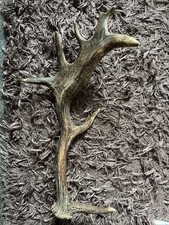 Big fallow deer for sale  GRIMSBY