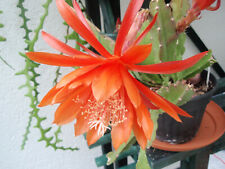 Epiphyllum blattkaktus lassie gebraucht kaufen  Bad Soden