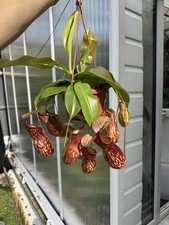 Nepenthes gaya carnivorous for sale  UK