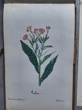 Superbe herbier aquarelles d'occasion  Saint-Grégoire