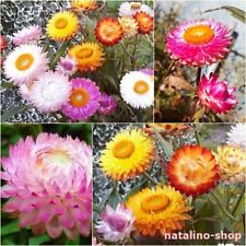 Strohblume 200 samen gebraucht kaufen  Augsburg