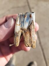 Bison tooth historic for sale  USA