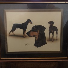 Doberman dogs dell usato  Spedire a Italy