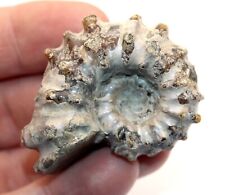 Douvelliceras polished fossil for sale  BECCLES