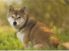 AKITA  INU *  Postkarte  * Postcard  # 2 comprar usado  Enviando para Brazil