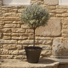 Lavender anouk mini for sale  PETERBOROUGH