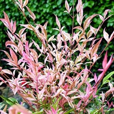 Nandina domestica twilight for sale  HORSHAM