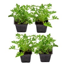 Live citronella geranium for sale  Lathrop
