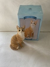 Ginger orange cat for sale  THETFORD