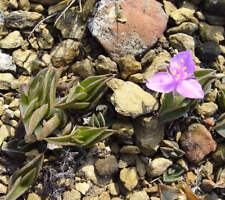 Tradescantia navicularis piant usato  Napoli
