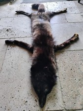 Peau renard tapis d'occasion  Caumont-l'Éventé