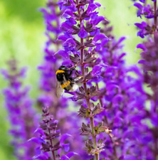 Salvia meadow sage for sale  Sevierville