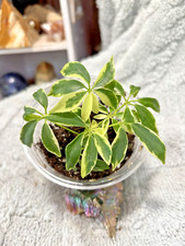 Schefflera dwarf variegated for sale  Windsor
