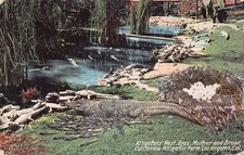 Cartão postal vintage C125 California Los Angeles Alligator Farm comprar usado  Enviando para Brazil