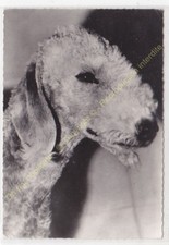 Rppc photo chien d'occasion  Amboise