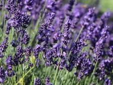 Organic lavender hidcote for sale  Milford