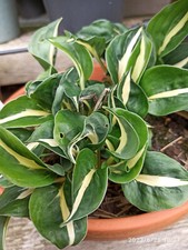 Hosta reo cream gebraucht kaufen  Hesel
