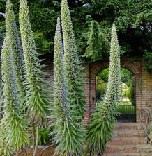 Echium pininana blue for sale  TROWBRIDGE