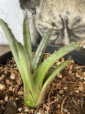 Sharkskin agave small for sale  Phoenix