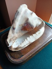 Large antique bullmouth for sale  NEWTOWNARDS