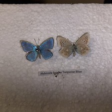 Turquise blue butterfly for sale  CAERNARFON