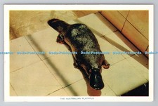 R783926 australian platypus for sale R783926 australian platypus for sale  WARLINGHAM