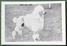 Standard poodle vintage for sale  DERBY