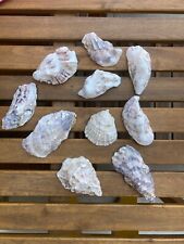 Large oyster shells for sale  CHICHESTER