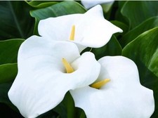 Zantedeschia aethiopica arum for sale  LONDON