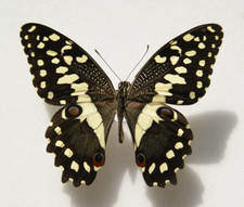 Papilio demodocus butterfly for sale  LIVERPOOL