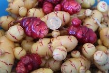 Oca tubers red for sale  Port Orchard