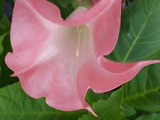 Butterfly pink brugmansia for sale  Wauchula