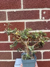Sedum frutescens bonsai for sale  Springfield