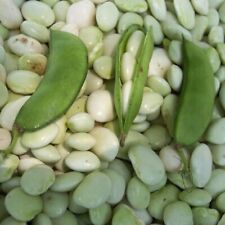 White dixie butterpea for sale  Deltona