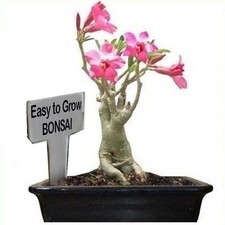 adenium bonsai for sale adenium bonsai for sale CRIEFF