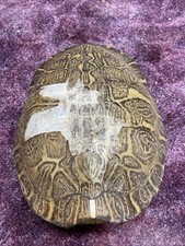 red slider eared turtle for sale  Ellis