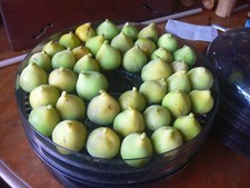 Northern fig grower for sale  La Farge