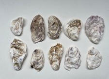 Medium oyster shells. for sale  TAUNTON