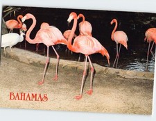 Cartão postal Flamingos Rand Memorial Nature Center Freeport Bahamas comprar usado Cartão postal Flamingos Rand Memorial Nature Center Freeport Bahamas comprar usado  Enviando para Brazil