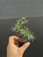 American larch bonsai d'occasion  Expédié en Belgium