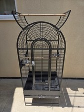 Liberta cortes parrot for sale  LEIGHTON BUZZARD