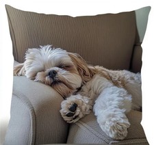 Sleeping shih tzu for sale  HALESOWEN