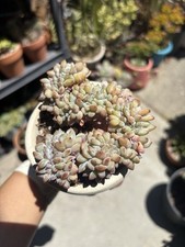 Echeveria orange monroe for sale  San Jose
