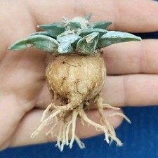 Ariocarpus retusus ssp. usato  Tramonti