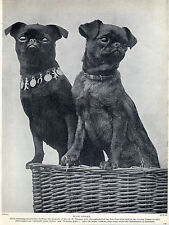 Brussels griffon named for sale  COLEFORD