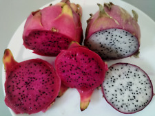 White dragon fruit for sale  LONDON