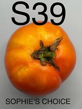 Graine seed tomate d'occasion  La Pacaudière